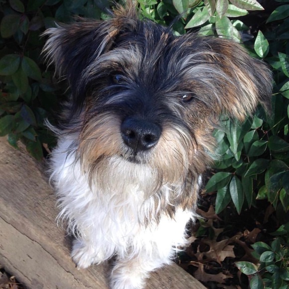 🦇 - Picture 1 of 1